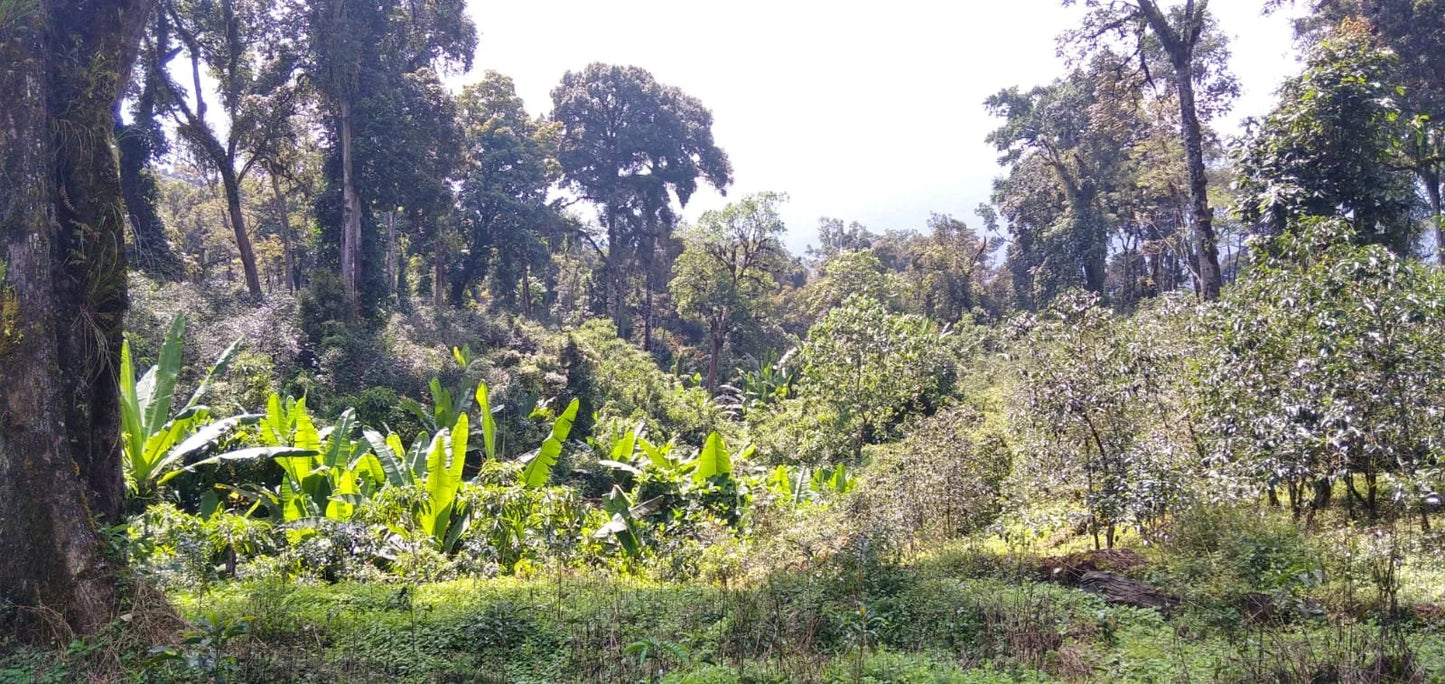 Origins: Ethiopia